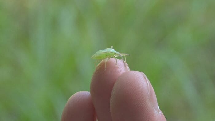 網に入っていた虫