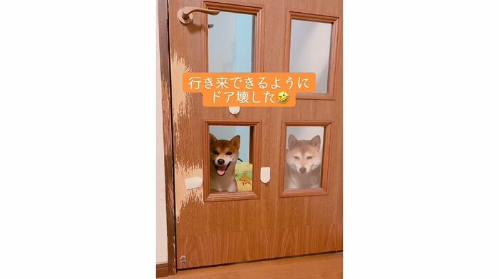 扉の向こうから見てくる2匹(左:ミントちゃん 右:ムックくん)
