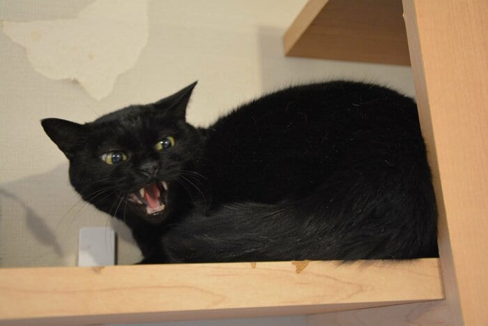 お手本のような“シャー”を決めてきた鏡月