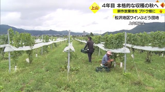 一帯に広がるブドウ畑は、手放された田んぼや畑が活用されている