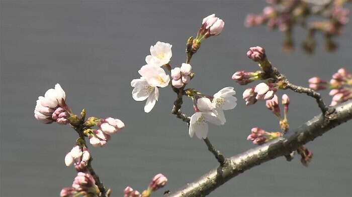 靖国神社の桜(20日午後2時ごろ)