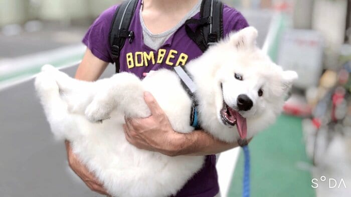 抱っこしてもらい(飼い主いわく)「グへへ顔」