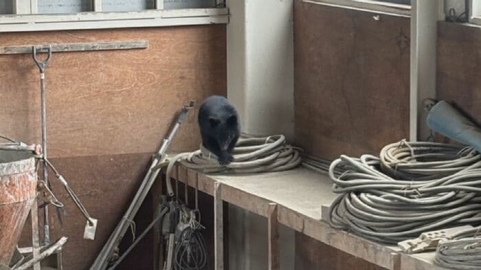 建設会社の倉庫に居座ったクマ