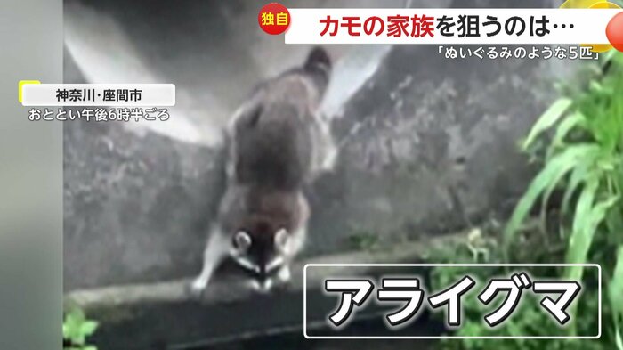 カモに熱視線を送っていたのはアライグマ(視聴者提供)