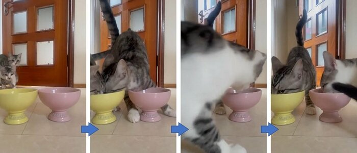同時にご飯皿に到着。左側で詩季くんが食べている。詩葉くんは諦めて右側へ