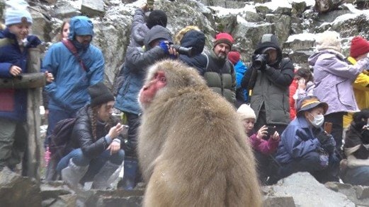 外国人旅行者に人気の「スノーモンキー」（長野・山ノ内町）