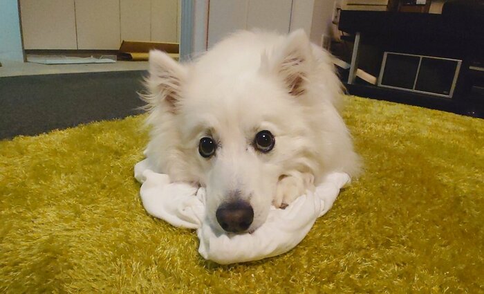 上目遣いで様子をうかがう姿がかわいい