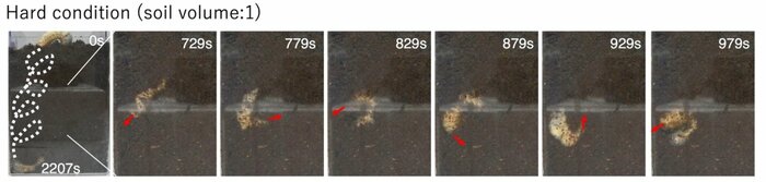 カブトムシの幼虫が連続的な回転運動によって地面を掘り進む様子【Adachi, H., Ozawa, M., Yagi, S. et al. Pivot burrowing of scarab beetle (Trypoxylus dichotomus) larva. Sci Rep 11, 14594 (2021)】