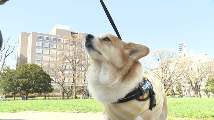 ペットを置き去りにしない準備が大事