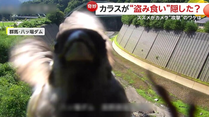 カメラのレンズに勢いよくぶつかるスズメ