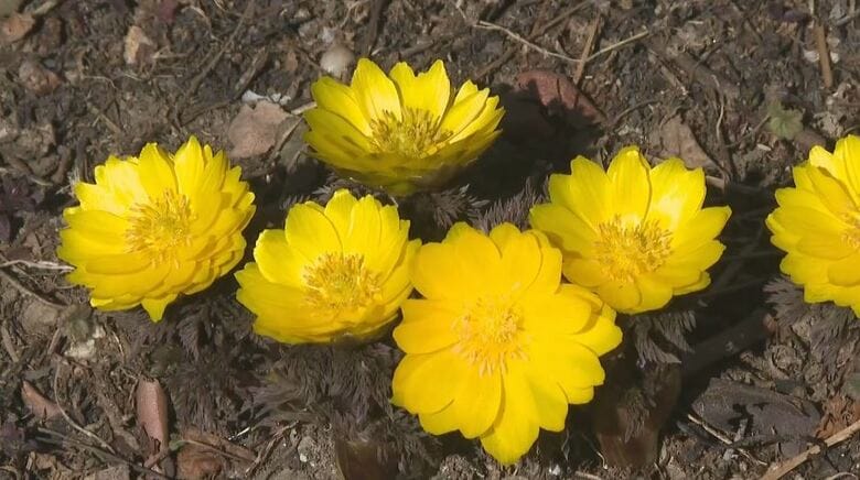 可憐な黄色のフクジュソウ見ごろ　「春が来た感じ」　2月中旬に満開に　2月4日の長野県内は3月並みの陽気　｜FNNプライムオンライン