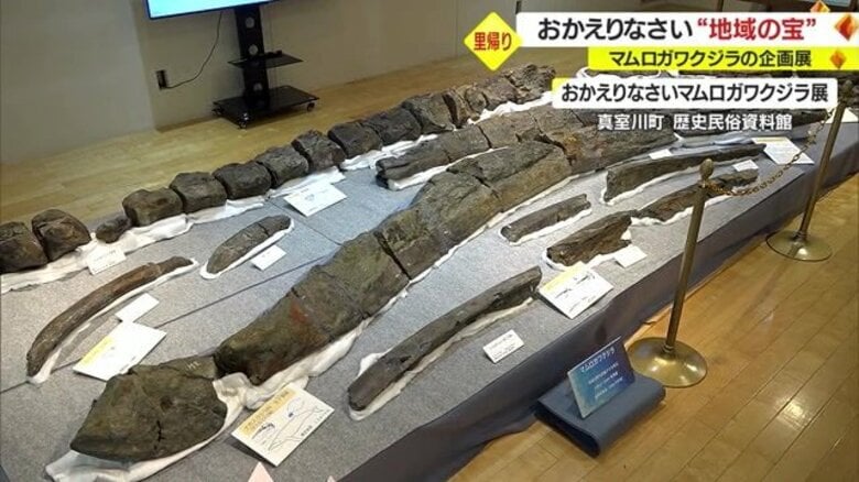 30年ぶり「マムロガワクジラ」が里帰り　おかえりなさい“地域の宝” 企画展9月24日まで【山形発】｜FNNプライムオンライン