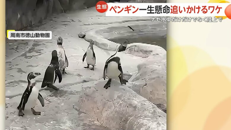 トコトコダッシュや豪快スピンでチョウを追いかけ続けるペンギンたち　「本能的に動くものを追いかける習性」が関係か　山口・周南市徳山動物園｜FNNプライムオンライン