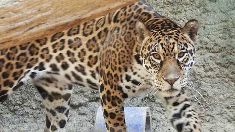 密林で会ったら「逃げる前に一撃で…」東山動物園の新施設で公開「ジャガー」アナコンダを食べる恐るべき生態｜FNNプライムオンライン