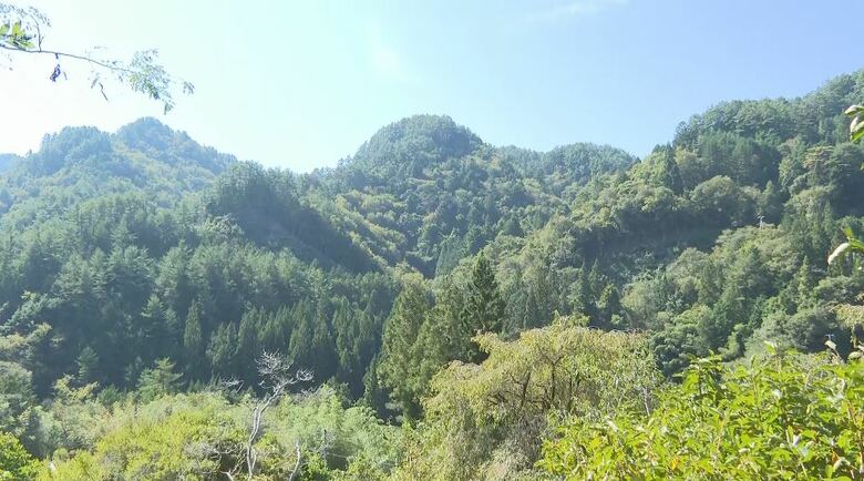 きのこ採りで約40ｍ滑落　73歳女性が死亡　親族5人で入山　各地できのこ豊作　長野県内で遭難相次ぐ　6人死亡（9月22日から10月12日まで）｜FNNプライムオンライン