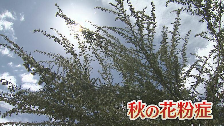 長引く残暑で「秋の花粉症」流行に異変…ヨモギやブタクサに注意 「早めに入浴する」など効果的な対策を｜FNNプライムオンライン