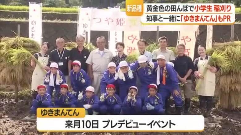 黄金色の田んぼでつや姫・雪若丸の稲刈り　知事と一緒に新品種「ゆきまんてん」も　山形・本沢小｜FNNプライムオンライン