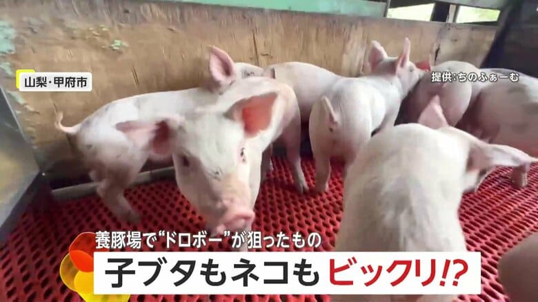 「まっとうに働いて！」子豚もびっくり猫は目を光らせ…養豚場に泥棒侵入　重機のバッテリーなど2分で盗み去る…被害額約13万円　山梨・甲府市｜FNNプライムオンライン