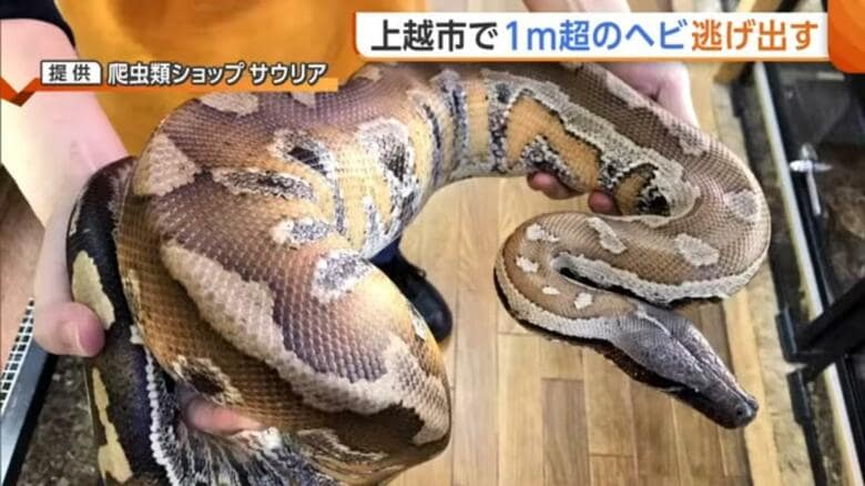 【速報】脱走した1m超のヘビが新潟・上越市のホームセンター内で見つかる｜FNNプライムオンライン