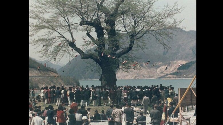 昭和36年当時「不可能」…ダムに沈む樹齢500年の桜を後世へ　湖を見下ろすように咲く「荘川桜」と人々