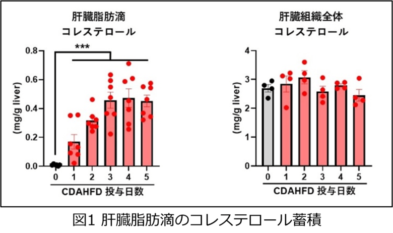 肝脂肪滴中のコレステロールが脂肪肝の進行を引き起こす鍵を握ることを解明~新たな治療戦略として注目される「肝脂肪滴コレステロール」の抑制~