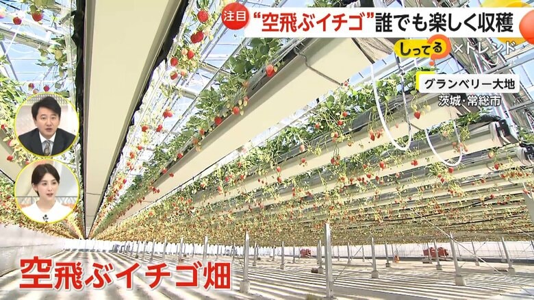 “空飛ぶイチゴ”バリアフリー対応で誰でも楽しく収穫　美味しさ&amp;雰囲気UP「夜のイチゴ狩り」も人気　茨城・千葉｜FNNプライムオンライン