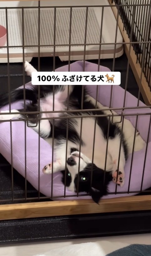 「ふざけている」ようにも見える?サニーちゃん