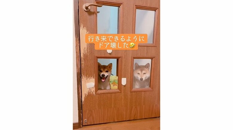 扉の向こうから見てくる2匹(左:ミントちゃん 右:ムックくん)