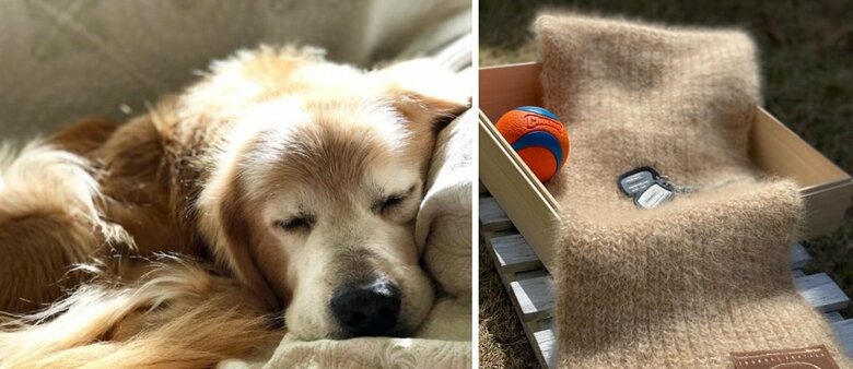 ゴールデンレトリバーの「ちゃー助」くんから作ったマフラー（引用：「いぬのけテキスタイル」公式サイト）