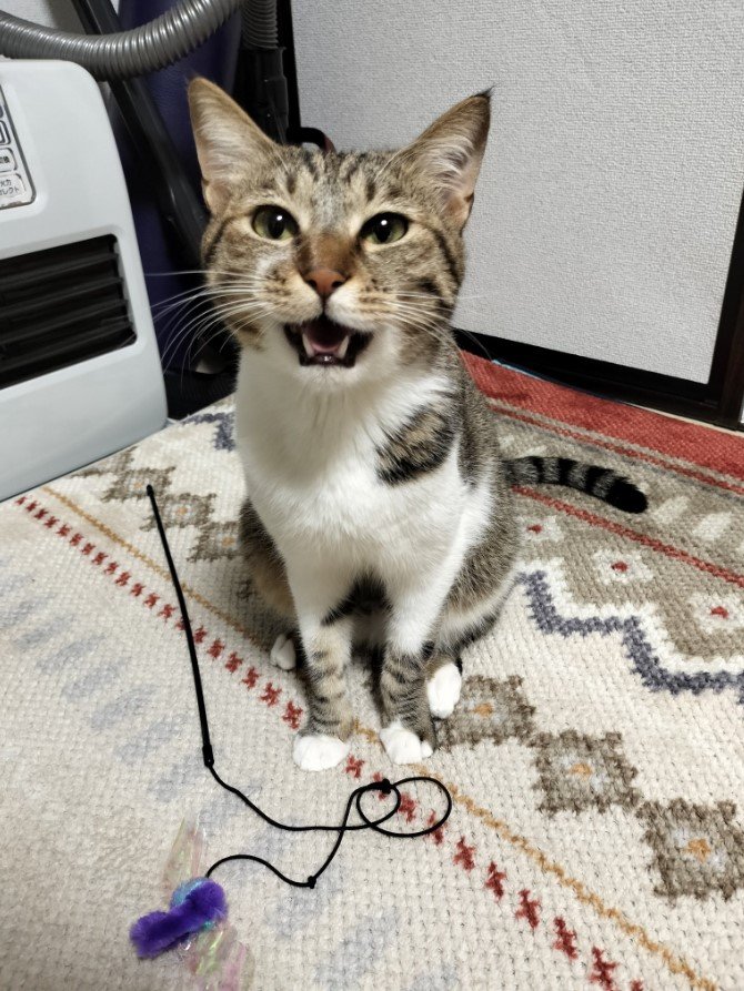 提供：猫のテトさん
