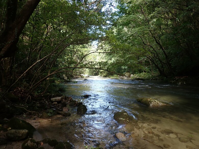 生息環境　大隅半島の川（提供：上野大輔准教授）