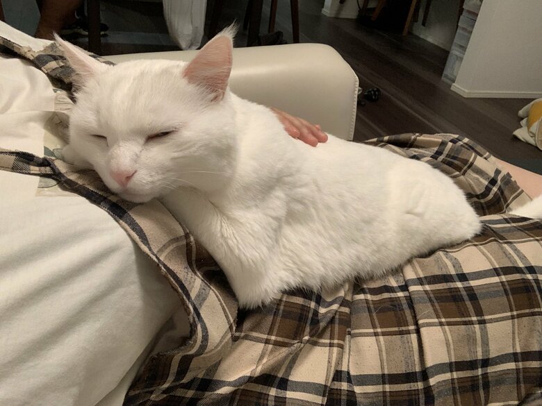 提供：@hakusama0906