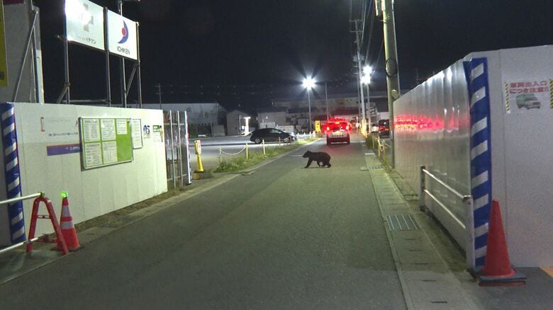 ハチミツをなめた後、捕獲用のおりには入らず走り去るクマ