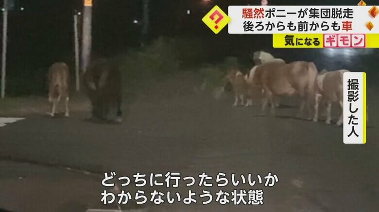 6頭のポニーたちが道路に居座っている