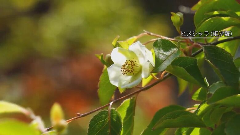 戸塚さんが愛したヒメシャラの木