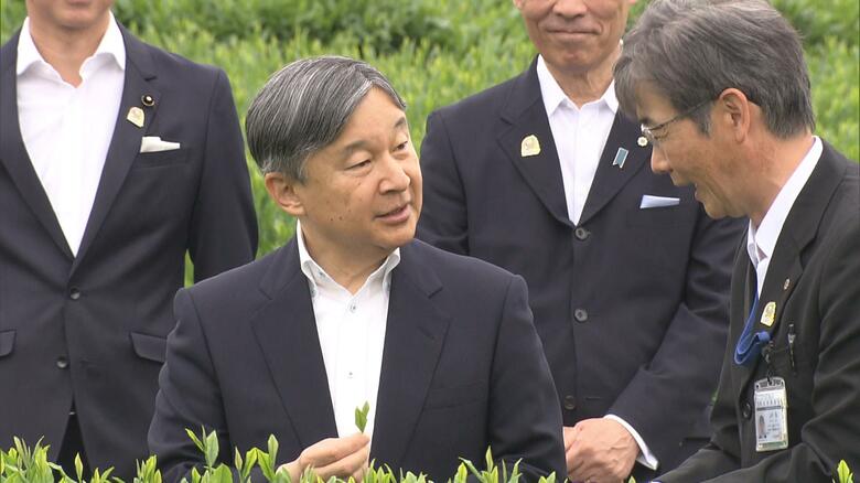 茶摘みを体験される天皇陛下