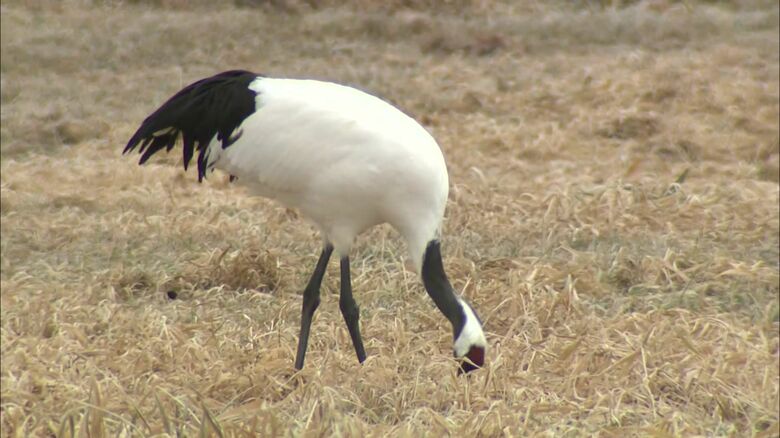 事業者に生息調査や保全計画作成を義務づけ（資料）