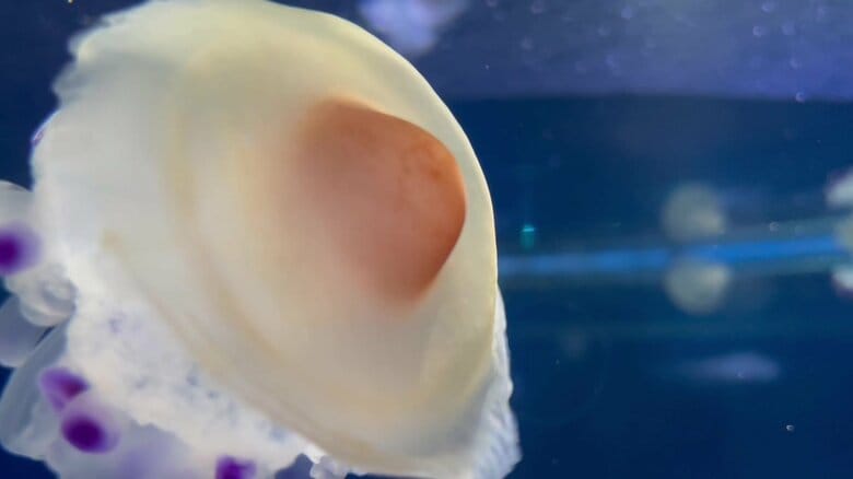 （提供：新江ノ島水族館）