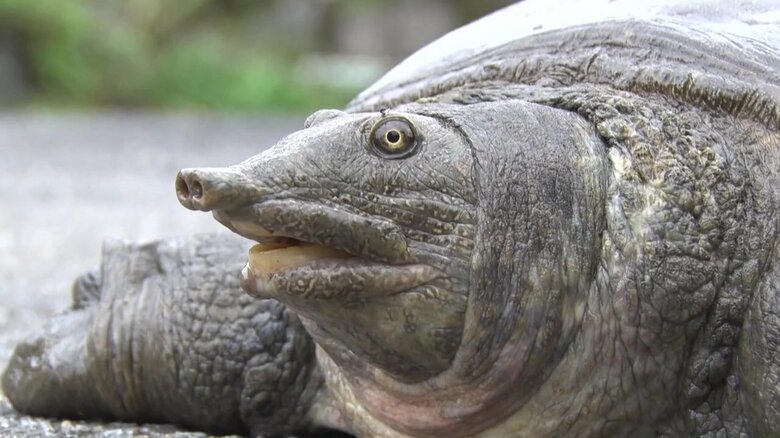 （…我こそはため池の主なり）