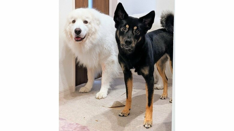 陸ちゃんとソラちゃんのツーショット