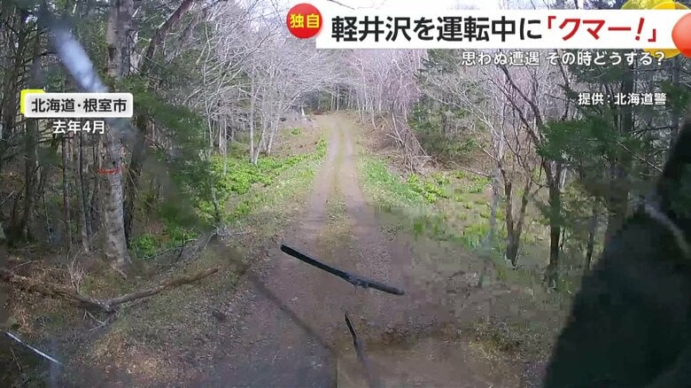 道路に出てくることは珍しくないクマ