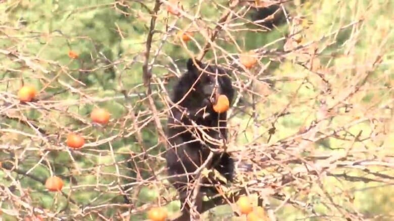 クマが柿の実食べながら木の上に居座る・約200ｍ先に小学校も（2025年11月岩手県岩泉町）