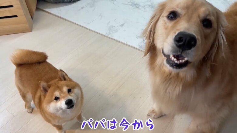 提供：豆柴うに&ゴールデンレトリバーおからさん