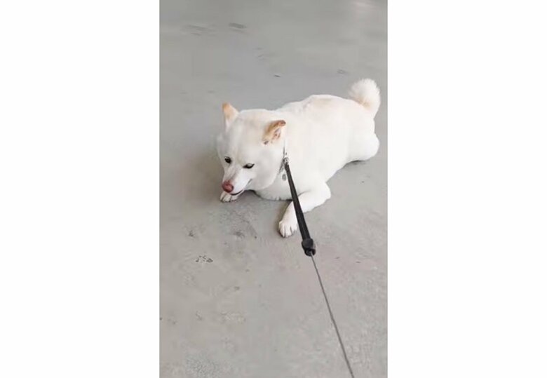 提供： kinako_kinakoさん