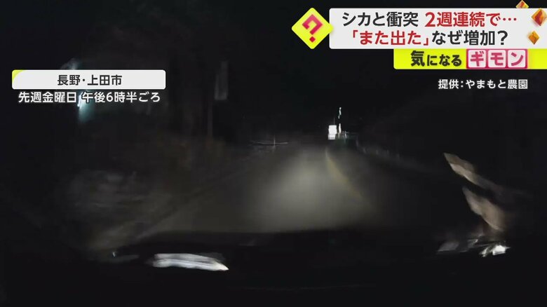 【ドライブレコーダー画像】シカと車の“衝突事故”の一部始終⑦