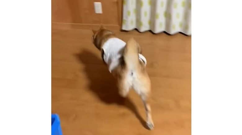 パジャマを着ると寝室へダッシュするむぎちゃん
