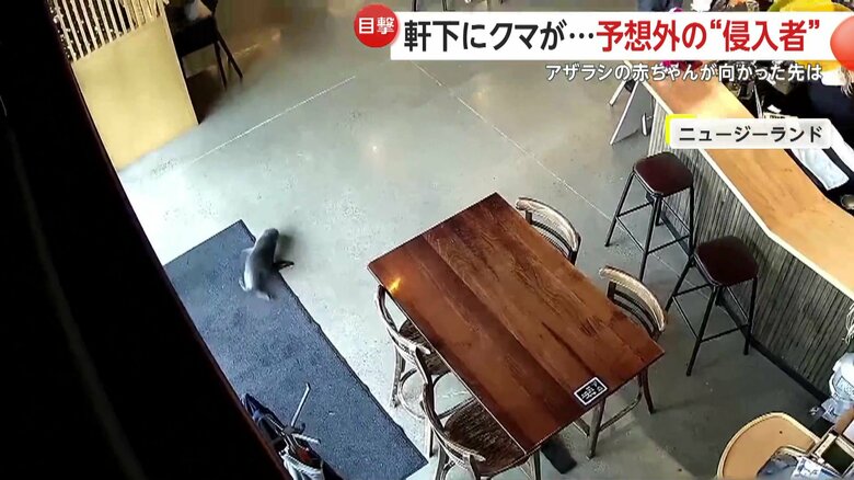 アザラシの赤ちゃんは、新鮮なサーモンにつられてカゴの中へ入った