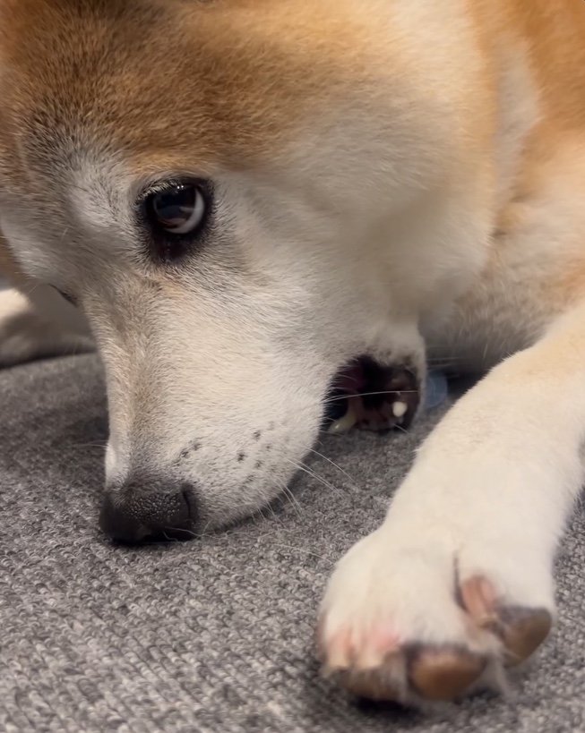 提供：柴犬 sasuke_紗助さん