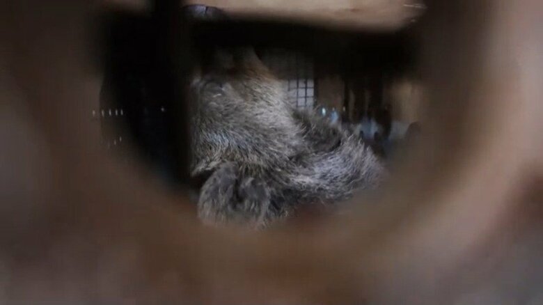 ロシアから北朝鮮に動物が贈られる様子