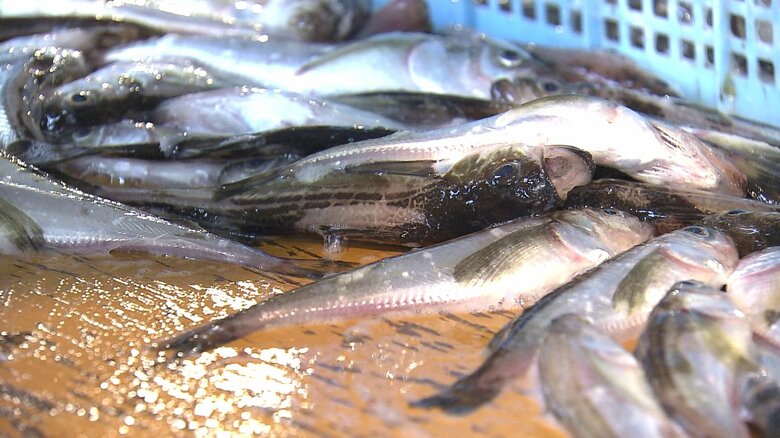 地域の食文化の象徴でもある秋田の県魚「ハタハタ」